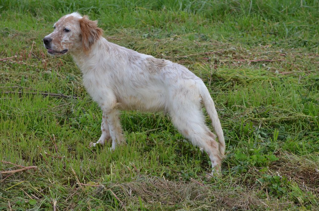 de Neyanc - Chiot disponible  - Setter Anglais