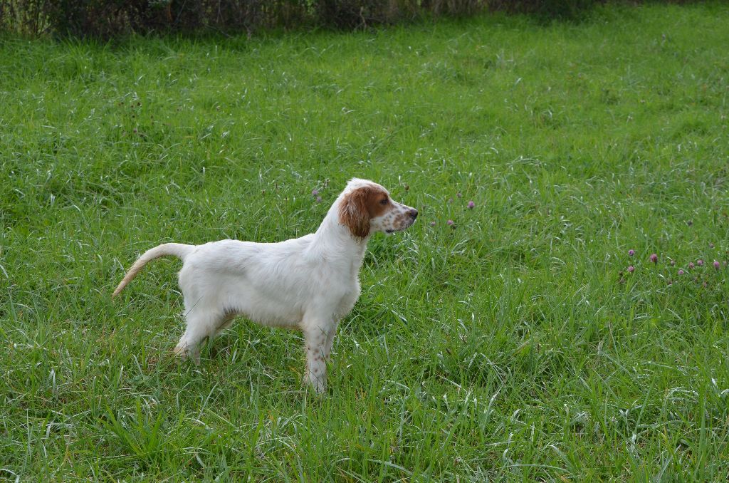 de Neyanc - Chiot disponible  - Setter Anglais