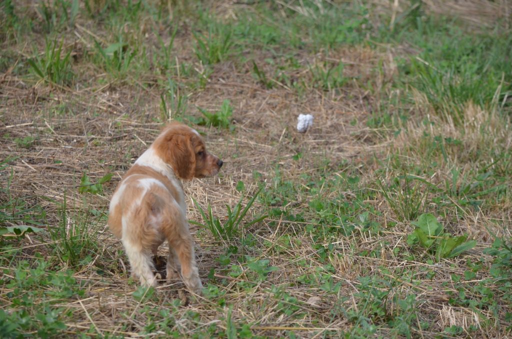 de Neyanc - Chiots disponibles - Epagneul Breton
