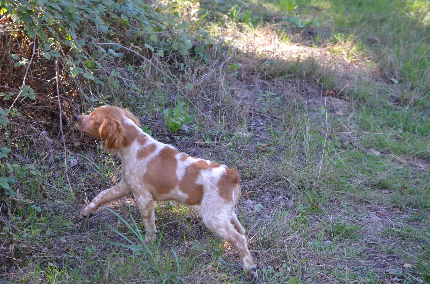 de Neyanc - Chiots disponibles - Epagneul Breton