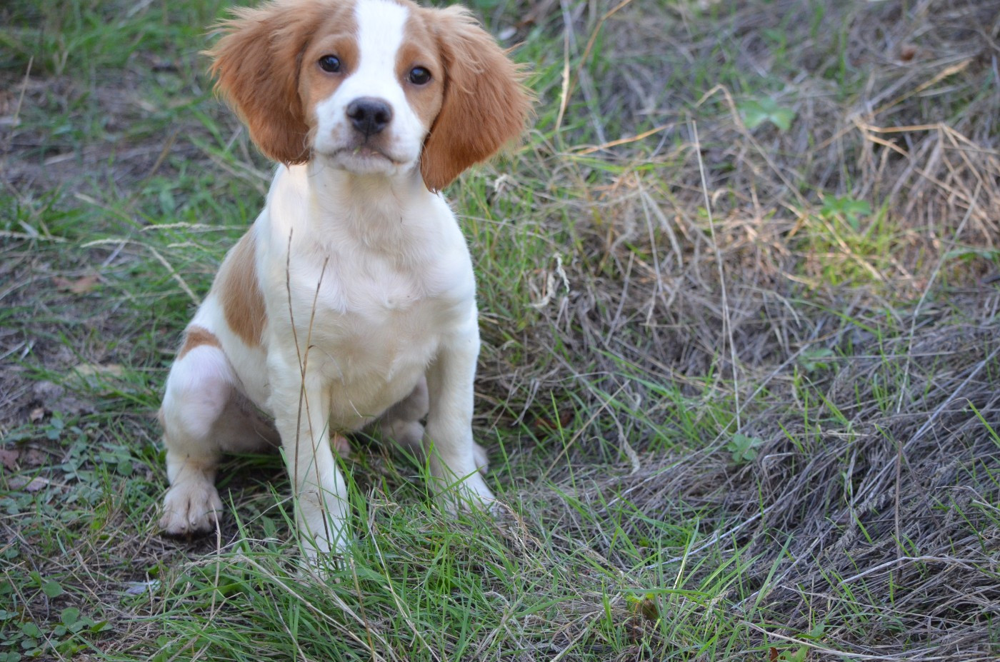 de Neyanc - Chiots disponibles - Epagneul Breton