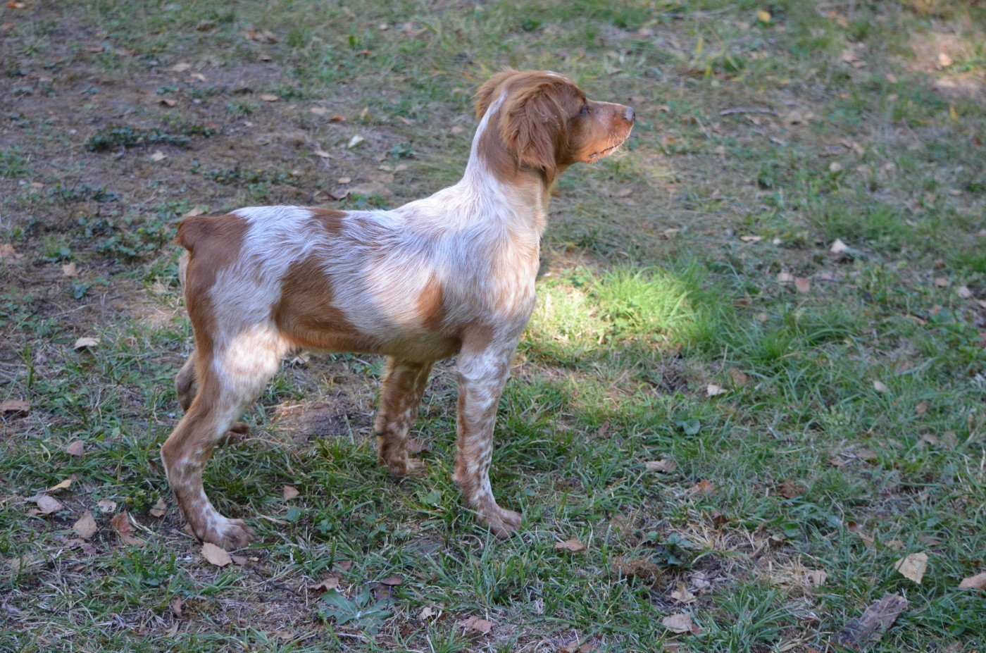 de Neyanc - Chiots disponibles - Epagneul Breton