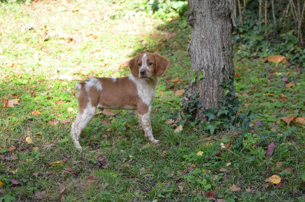 de Neyanc - Chiots disponibles - Epagneul Breton
