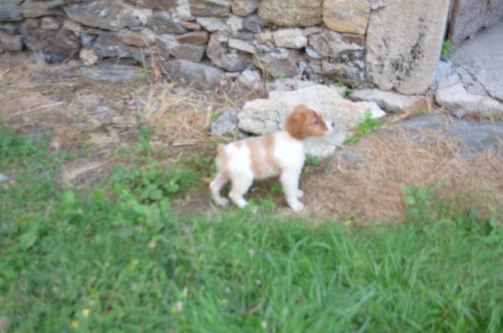 de Neyanc - Chiots disponibles - Epagneul Breton