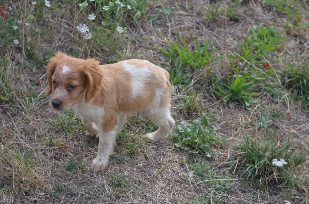 de Neyanc - Chiots disponibles - Epagneul Breton