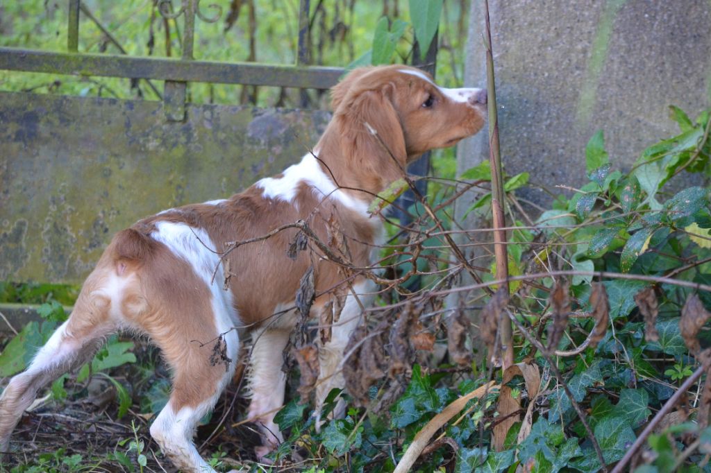 de Neyanc - Chiots disponibles - Epagneul Breton