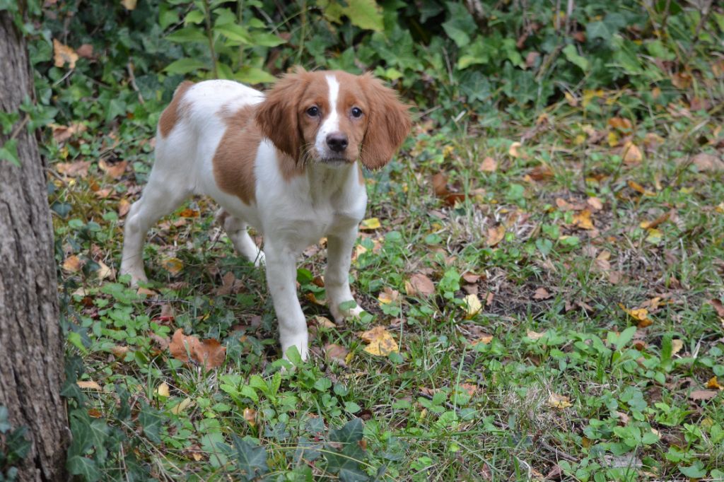 de Neyanc - Chiots disponibles - Epagneul Breton