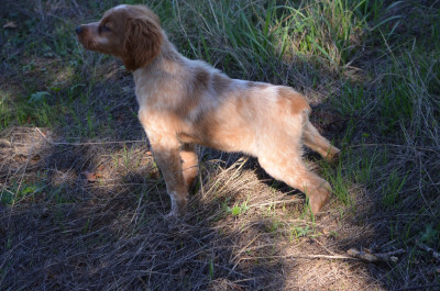 CHIOT 5