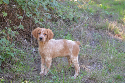 CHIOT 7