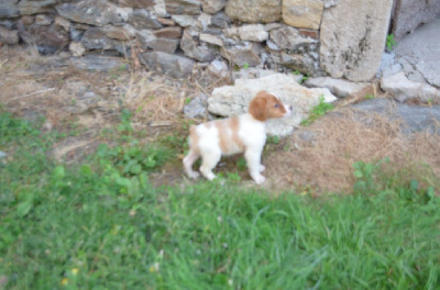 CHIOT