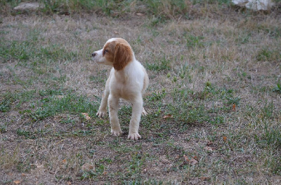 CHIOT