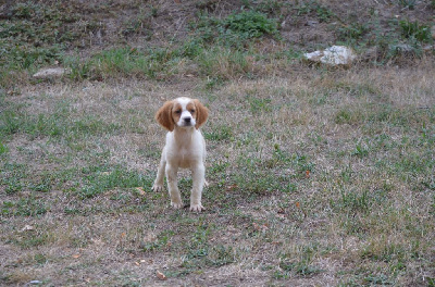CHIOT