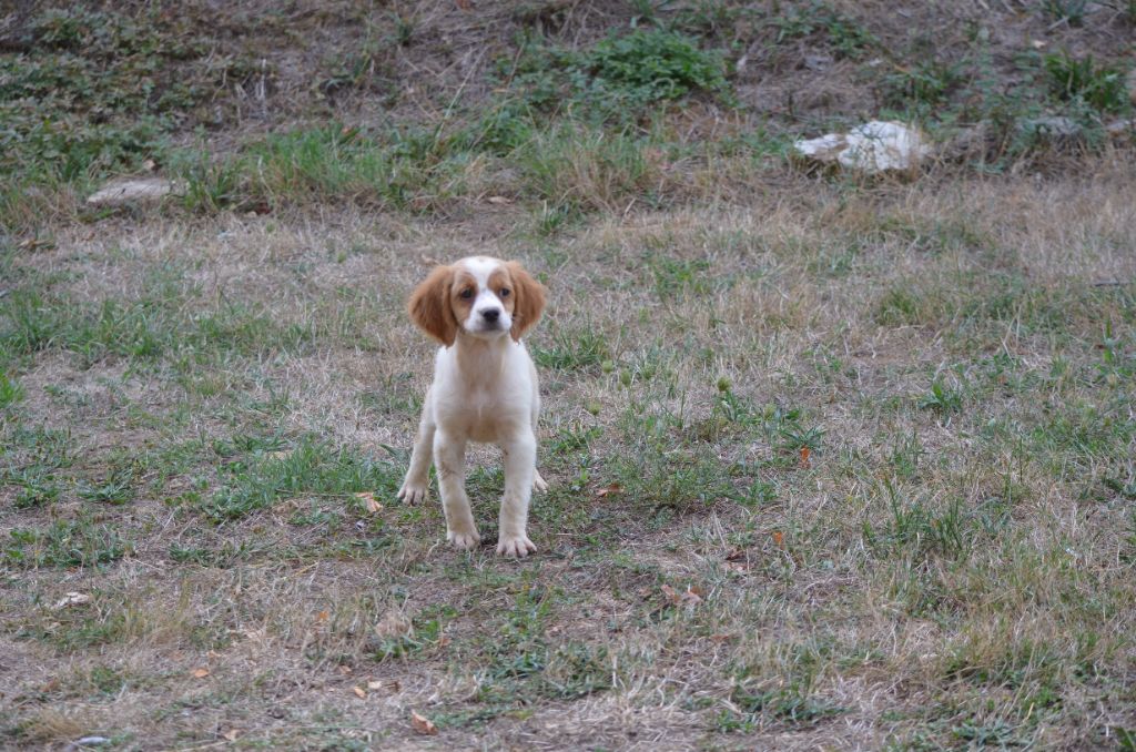 de Neyanc - Chiots disponibles - Epagneul Breton