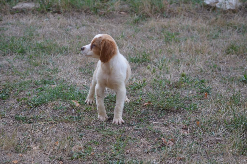 de Neyanc - Chiots disponibles - Epagneul Breton